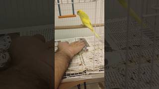 طريقة ترويض بادجي How to Train Budgie #shorts