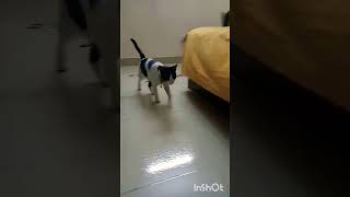 So cute cat #shorts #ytshorts #viral #cute #cat #trending