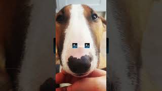 2 face doge #dogs #minibullterrier #cuteanimals