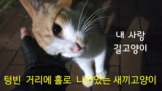 텅빈 거리에 쓸쓸히 홀로 나와있는 새끼고양이