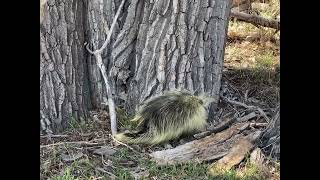 Porcupine Release - April 2023