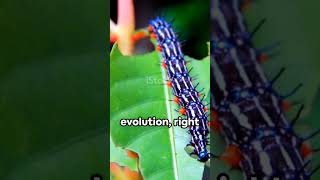 Callets Silk Moth Caterpillar: A Close Look 🐛🐛🐛