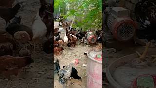 punjab poultry Farming#agriclture #Short#Shorts#Short feed ads