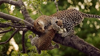 Leopards Hunting Skills l Leopards Hunting Prey