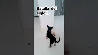 Batalla del siglo!.. #parati #fypシ゚viral #fypyoutube #fypシ #usa #mascotas #reels