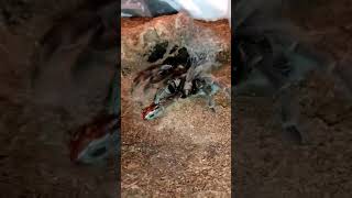 ⚠️Phormictopus sp Dominican Purple Tarantula FEEDING 🪳 #tarantula #vogelspinnen #tarantulafeeding