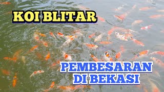 PEMBESARAN IKAN KOI BLITAR (UPDATE 5 April 2024)