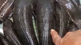 Ikan gabus nya sedang malming