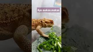 naga berjenggot pemakan sayur...