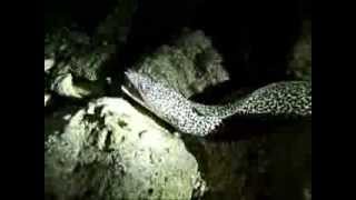 Creepy Crawley Creatures while Diving at Cozumel At Night .... with Octopus!!