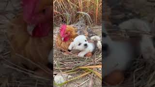 Cutest thing ever you will watch today | Friendship of Puppy and Hen