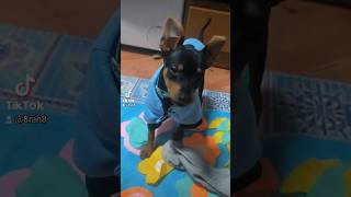 #pinscher #pinscherzinho #pincherbravo #alegria #gratidão