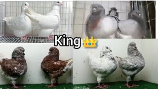 😇Different types of show King pigeons👑 / বিভিন্ন ধরণের শো কিং কবুতর👑