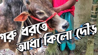 খামার থেকে ভাগলো #গরু || Purbasha Agro