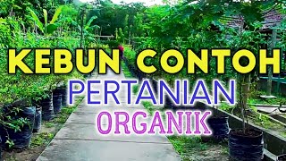 CONTOH KONSEP KEBUN ORGANIK