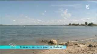 Lac du Der_FRANCE 3 _Reportage Météo à la carte_Antoine Cubaixo (Guide ornithologue)