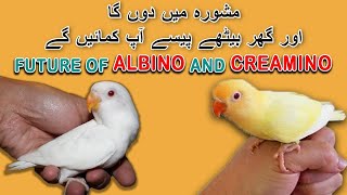 کیا ہمیں البینو اور کریمینو پر انویسٹمنٹ کرنی چاہئے؟ | FUTURE OF ALBINO AND CREAMINO | AA BIRDS INFO