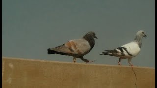 Pigeon Training Videos ke Agy ke Part Kyu Nahi Upload kiye Gaye..