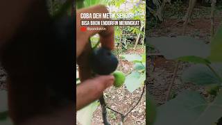 PETIK BUAH TIN LANGSUNG 4, taro kulkas dulu biar lebih manis baru dimakan #buahtin