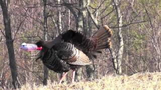 Wild Turkey Call