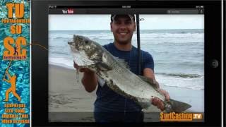 PESCA DELLA SPIGOLA a DALLA SPIAGGIA con CANNA DA SURFCASTING E mulinello rotante | SurfCasting TV