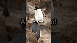 Unglaubliche Fakten über Pinguine, die du nicht kanntest!  #wildtiere #factsofnature #animals