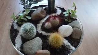 Mini tuintje DIY cactussen en vetplantjes