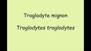 Troglodyte mignon