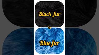 Black fur 🖤 vs Blue fur 💙#tag your favourite colour 😊#shorts