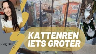 Kattenren iets groter (leven met  Twee katten ) #289