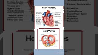 Anatomy of the Heart and Heart Valves #anatomy #viralshort #viralvideo