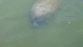 Lamantin (Trichechus manatus latirostris) Manatee