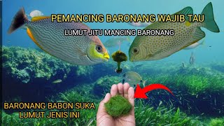 Ternyata Lumut Jenis ini Yang Di Sukai ikan Barong