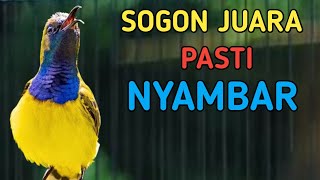 MENTAL JUARA LANGSUNG NYAUT, PANCINGAN SOGON JUARA