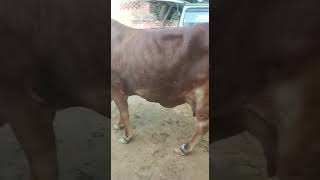 3 rd timer4 दिन की ब्याई14 ltrs milk तैयारSupper quality की बछिया #shortsvideo #viral #murrah #reel