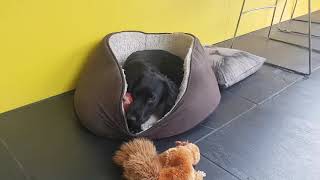 Daily Routine of a Cocker Spaniel and his Toys