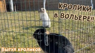 Вислоухие КРОЛИКИ бараны в ВОЛЬЕРЕ на улице | Содержание кроликов