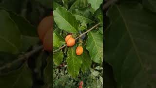 Peanut Butter Tree Sa Balde #Shorts #containergardening