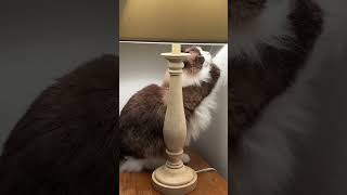 Our Trendy New Cat Lamp 🤣 #short #shorts #cat #cats #catlover #funnycats #ragdolls