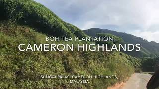 Travel Blog - Visit Boh Tea Plantation in Cameron Highlands