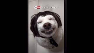 Funny dog laughter sound effects #funny #ohnotrytonotlaugh #funnyvideo #comedy #memes #duet