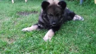 Cutest Finnish Lapphund Freya tired puppy 9 weeks old Suomenlapinkoira