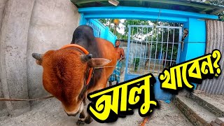 দেশাল ষাঁড় শাহিওয়াল থেকে কি কম সুন্দর || Purbasha Agro