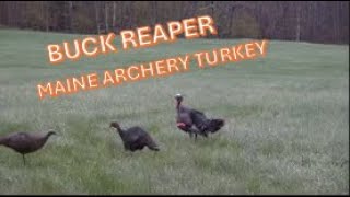 Archery Spring Turkey !