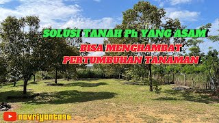 ANTISIPASI Ph TANAH YANG ASAM | #musangking #thailand #kebundurian #bawor