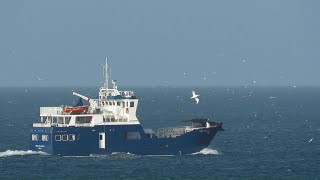 Rathlin's annual autumn spectacle of gulls and Gannets