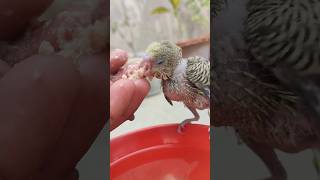 Baby parrot feeding time #parrot #handfeed #birds #handtame #funny #handfeedingbirds #budgies