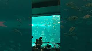 Ocean Park Cebu #youtubeshorts  #cebu #shorts #shortvideos