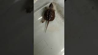 Sick Baby Snapping Turtle. Skin Fungus/Skin Shedding and How to Treat It