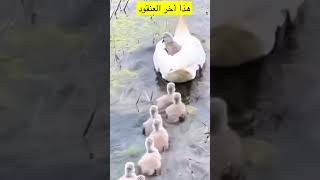 هذا اخر العنقود 🐥